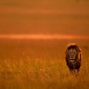 Han Løve i sent eftermiddags sol i Masai Mara