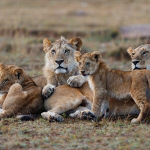 Løve familie leger i Masai Mara Reservatet