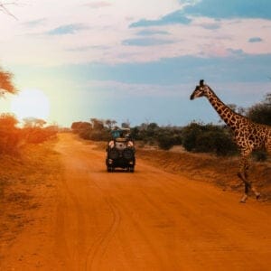 A,Jeep,Stops,While,A,Giraffe,Crosses,The,Road,During