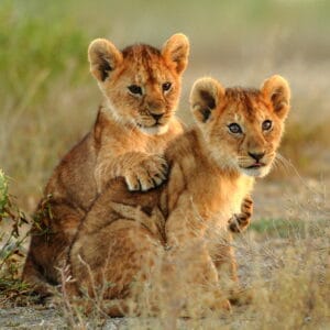 Løveunger der lege sammen i Tsavo Nationalparken