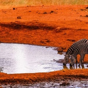 Two,Zebras,Drinking,At,A,Watering,Hole,,Volcanic,Landscape,Of