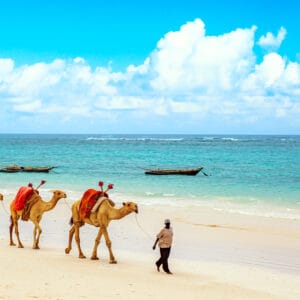 Kameler på stranden på Mombasas sydkysten