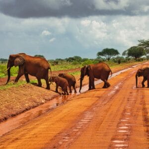 Elefanter i Tsavo Vest Nationalparken
