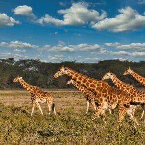 Giraffer i Tsavo Øst Nationalparken
