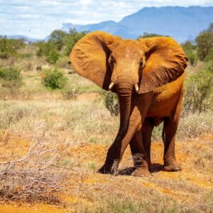 Røde Elefanter i Tsavo Nationalparken