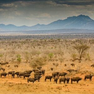 En stor flok bøfler i Tsavo Nationalparkens åben landskab