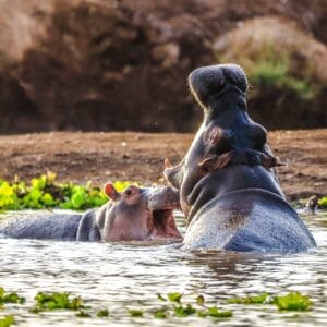 Flodheste i Tsavo Nationalparken Kenya