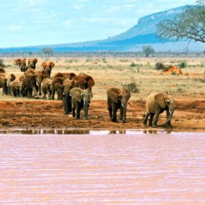 Elephants,Tsavo,East,National,Park,In,Kenya
