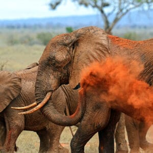 Elephants,Tsavo,East,National,Park,In,Kenya