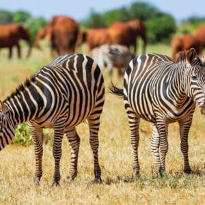 Zebraer på savannaen i Tsavo Øst Nationalparken Kenya