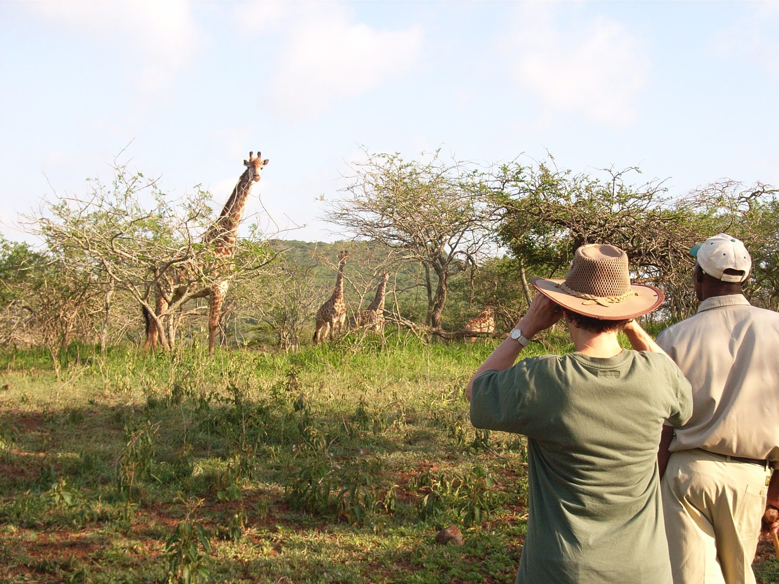 Bush walk møde med giraffer » Tembo Safari
