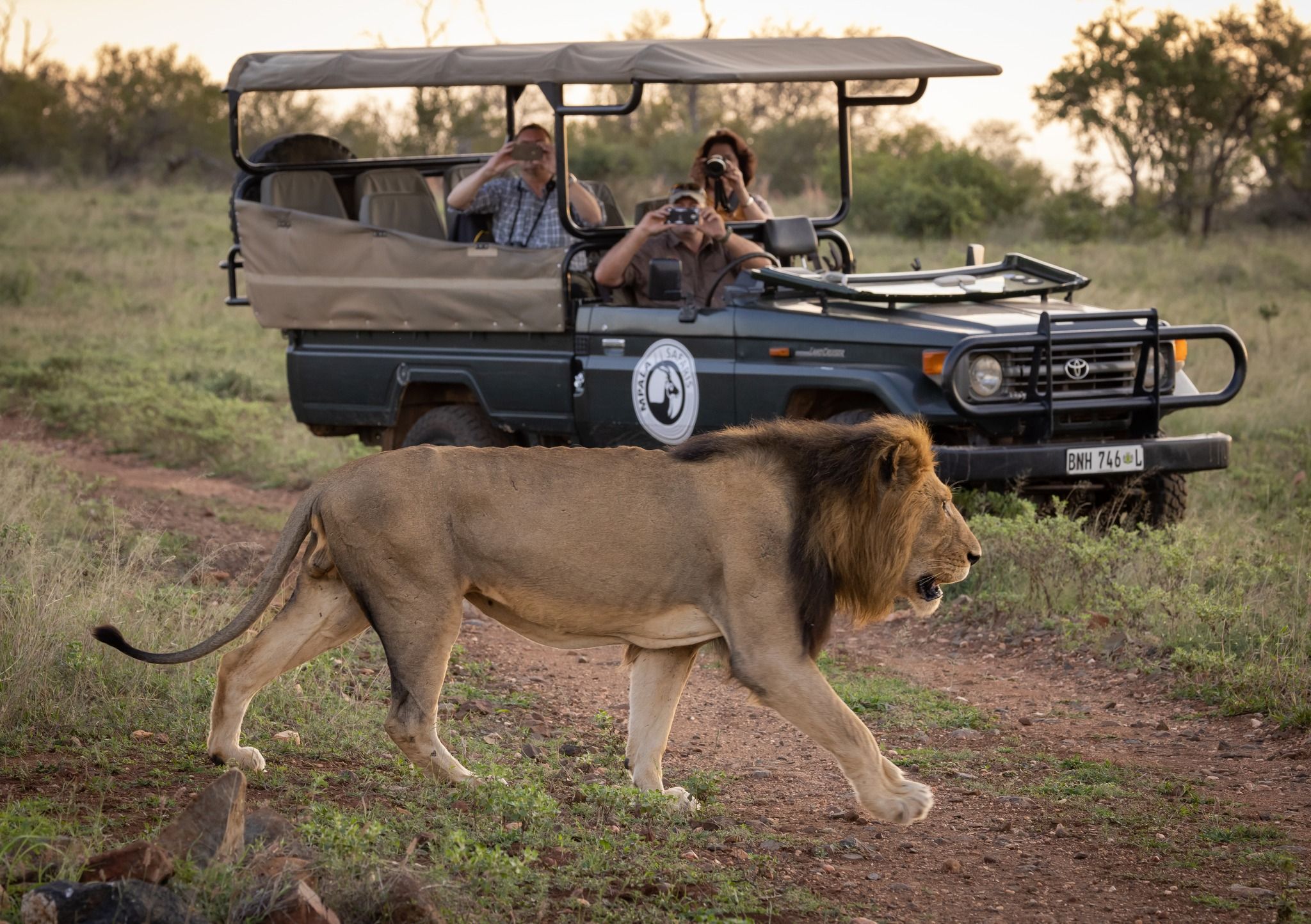 Løve Gamedrive » Tembo Safari