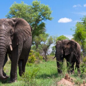 En flok elefanter i bushen i Greater Kruger