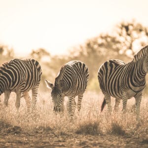 Zebra i eftermiddags sol på safari