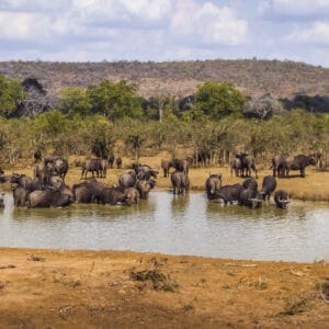 En stor flok bøfler i vandhullet i Greater Kruger
