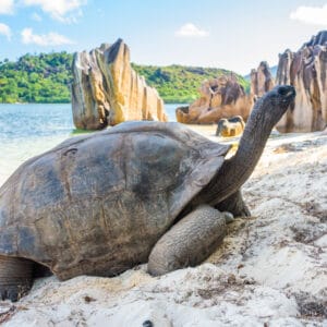 Aldabra Skildpadde på Seychellerne