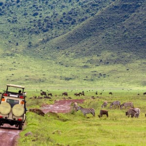 Safaribil i Ngorongoro krater med Zebra og Gnuer i baggrund