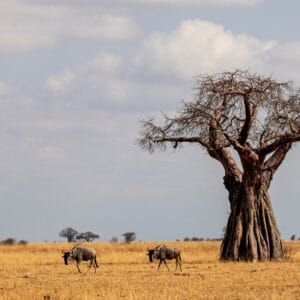 Afrikansk Baobab Træ i Tarangire Nationalparken Tanzania