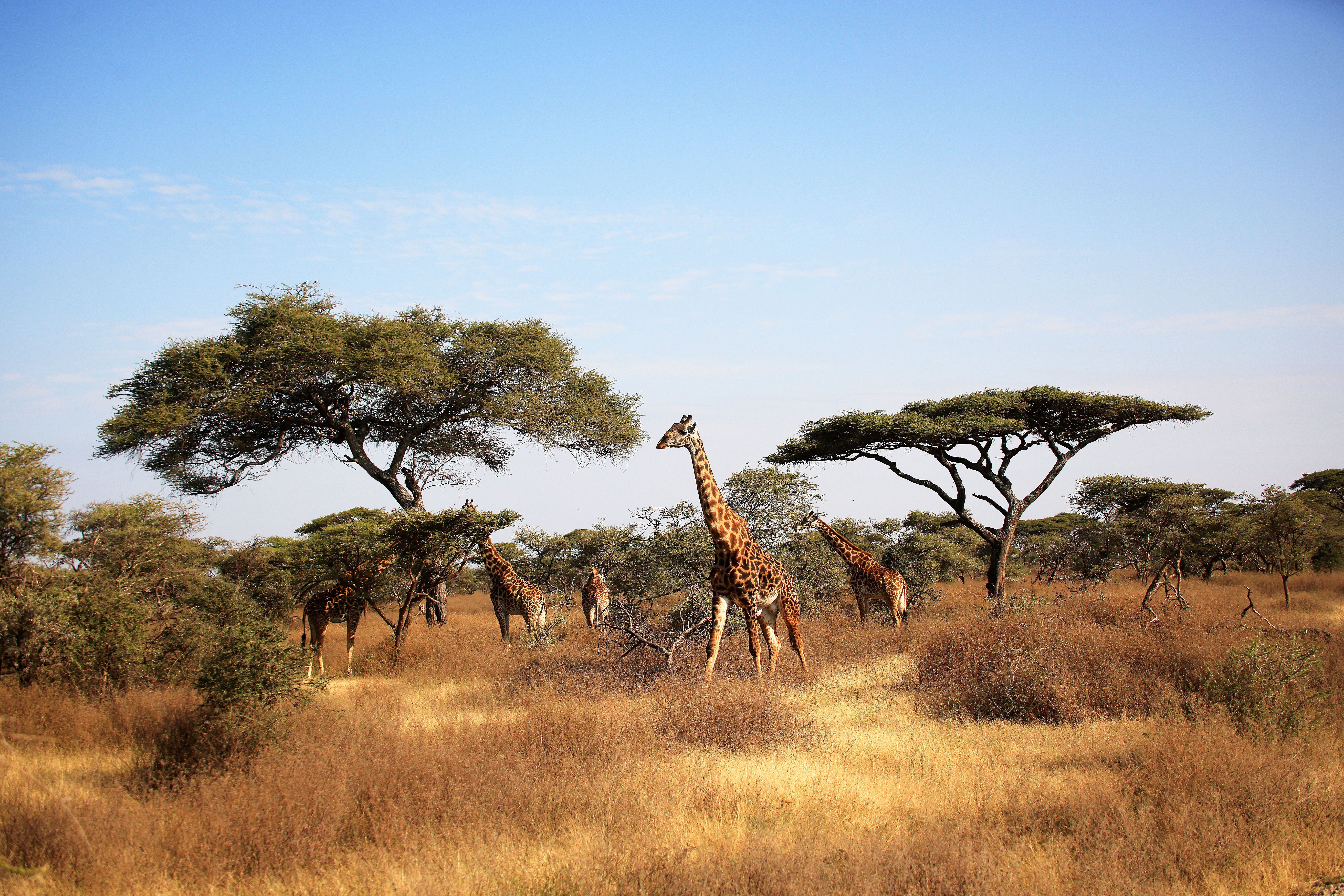 Landskabet i Serengeti med giraffer i baggrunden