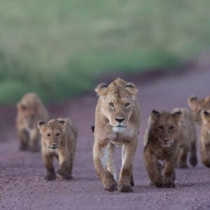 Løve familien gå ned af vejen i Ngorongoro