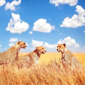 Geparder spejder ud over savannen i Masai Mara, Kenya