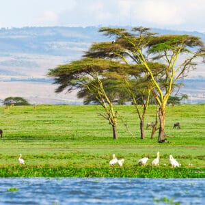 LakeNaivashaInKenyaAfrica