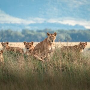BeautifulLionPhotographedOnTheVastSavannahPlainsOfThe
