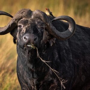 AnAfricanBuffaloInAFieldInMasaiMaraKenya
