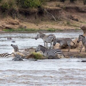 AHerdOfZebraCrossTheMaraRiverDuringThe
