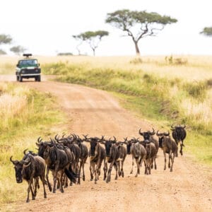 Gnuer passerer en vej i Masai Mara, Kenya