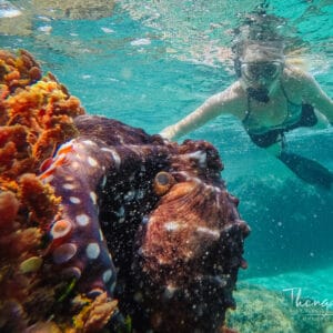 Snorkling ved Thonga Beach Lodge