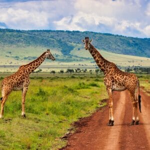 Giraffer i Masai Mara