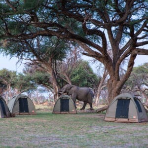 Campingplads i Botswana