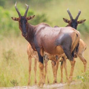Topi i Lake Mburo i Uganda