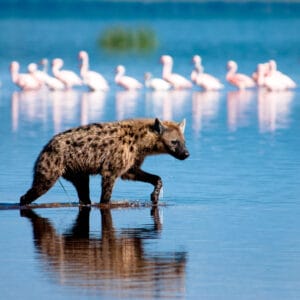 Plettet Hyæne i Lake Nakuru Nationalparken Kenya