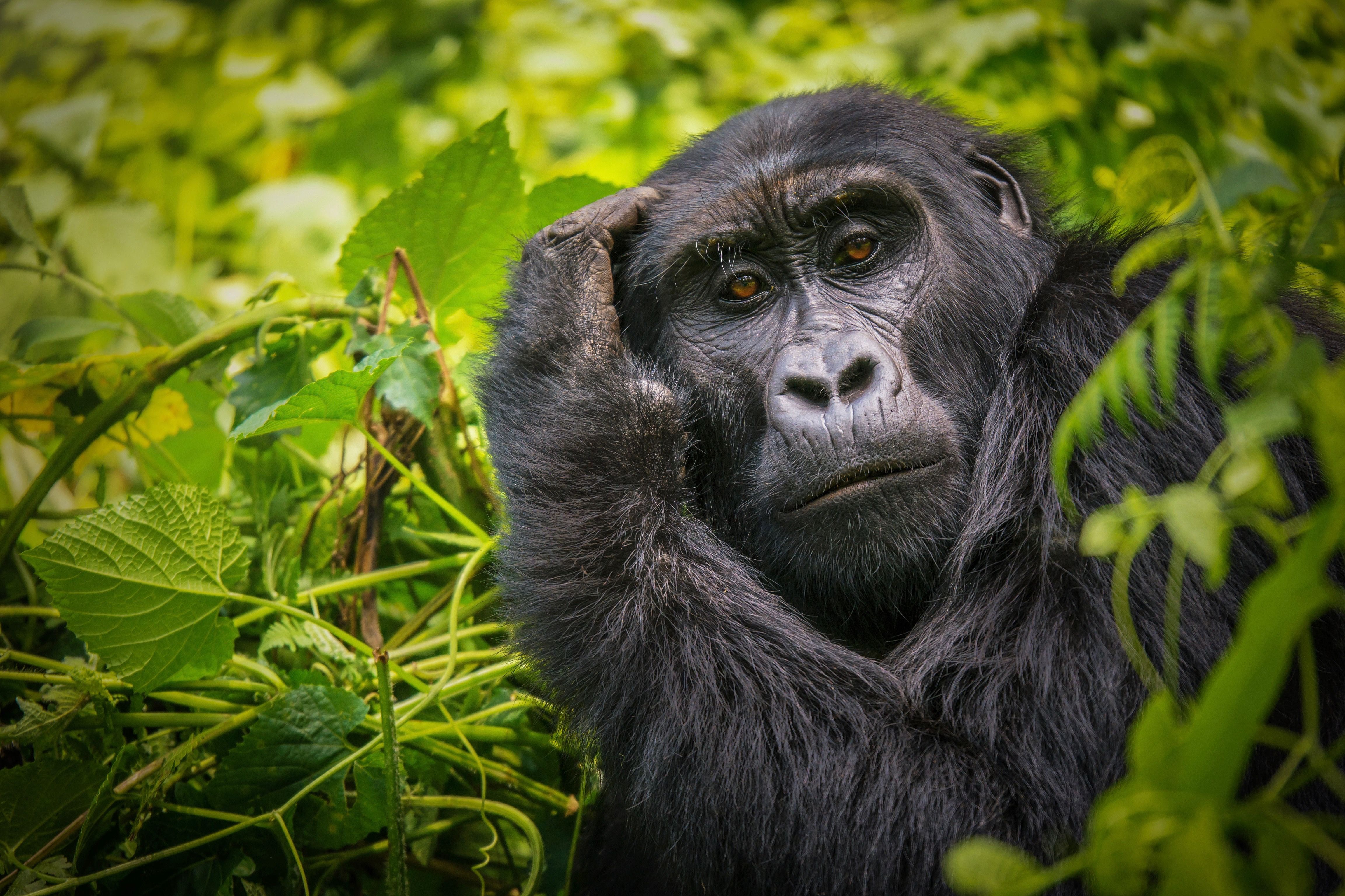 Portræt af en hun Gorilla i Bwindi skoven » Tembo Safari Portræt af en hun Gorilla i Bwindi skoven