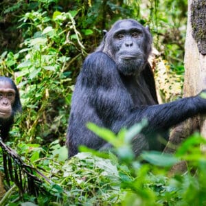 Chimpanse familie i Kibale Forest Nationalparken Uganda