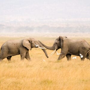 TwoAfricanElephantsPlayingTogetherInTheMiddleOfAmboseli