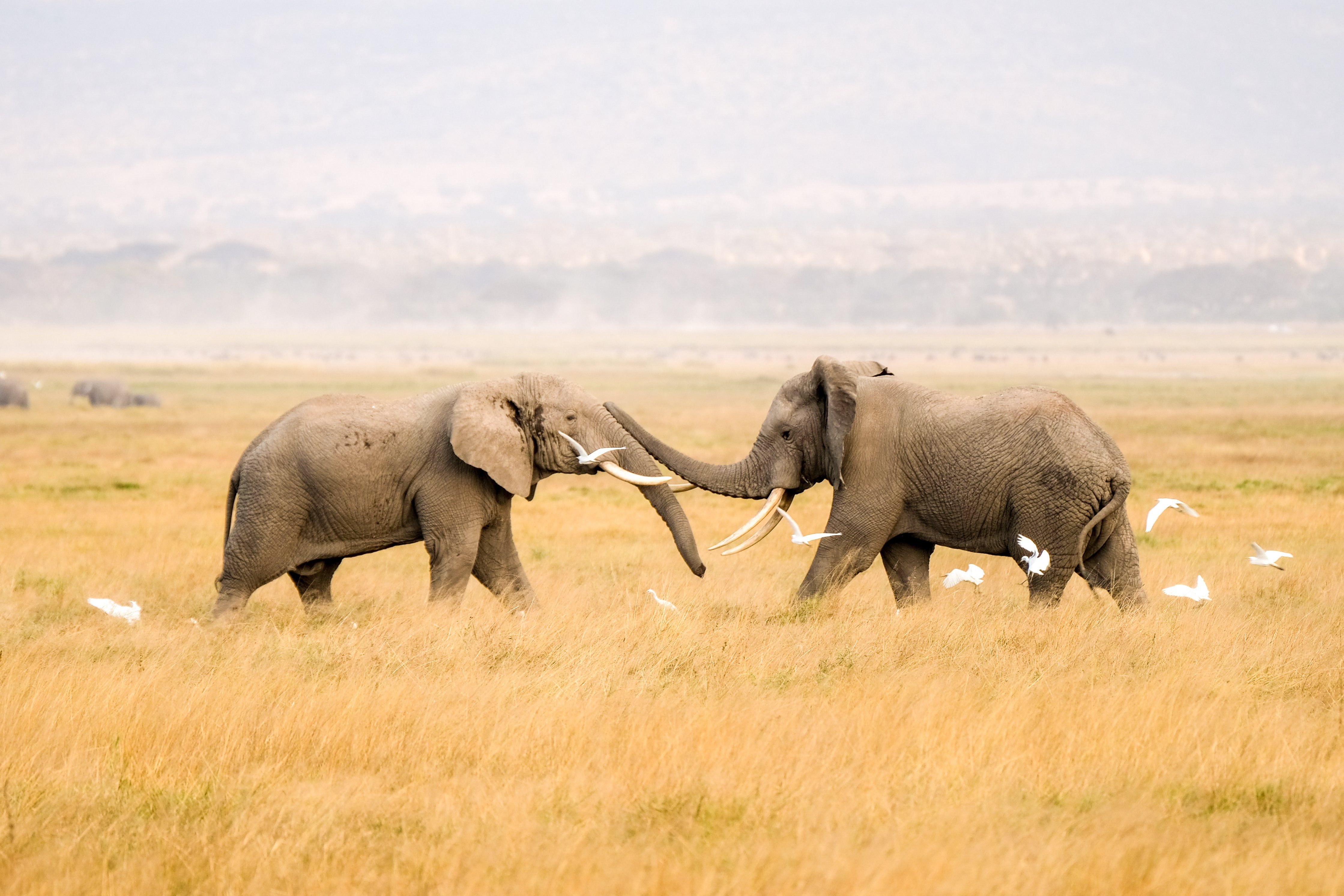 TwoAfricanElephantsPlayingTogetherInTheMiddleOfAmboseli » Tembo Safari Elefanter i Amboseli