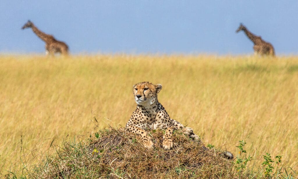 Gepard i eftermiddags lys i Masai Mara Reservate i Kenya
