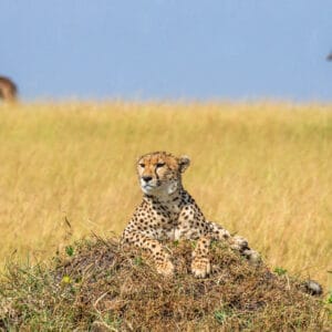 Gepard i eftermiddags lys i Masai Mara Reservate i Kenya
