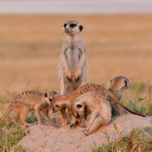 MakgadikgadisMeerkat07