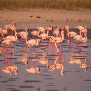 FlamingosInTheMakgadikgadiPansBotswana