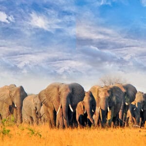 HerdOfElephantsWalkingAcrossTheDryAridAfricanPlains