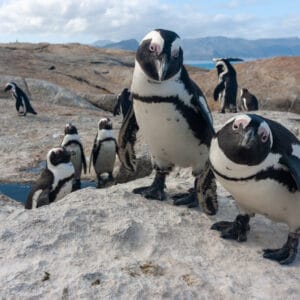 Afrikansk Pingvin ved Boulders Beach i Cape Town