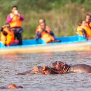 Flodhest med baby på sejlturen i Lake Naivasha i Kenya
