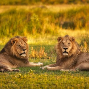 Løve i Moremi Game Reserve Botswana