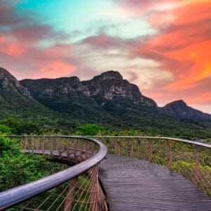 Kirstenbosch Canopy walkway med solnedgang