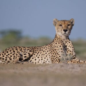 Gepard der ligger ned i Moremi Game Reserve Botswana