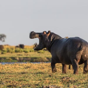 Flodhest ude af vandet i Chobe Nationalparken